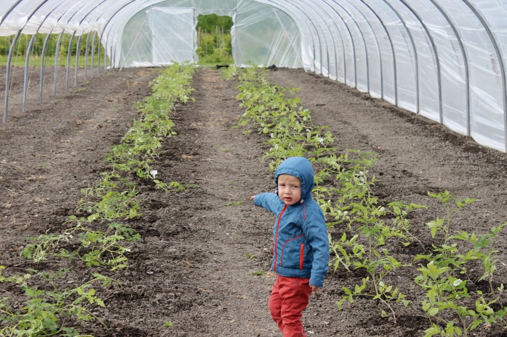 zelfoogstboerderij groenten oogsten met kinderen