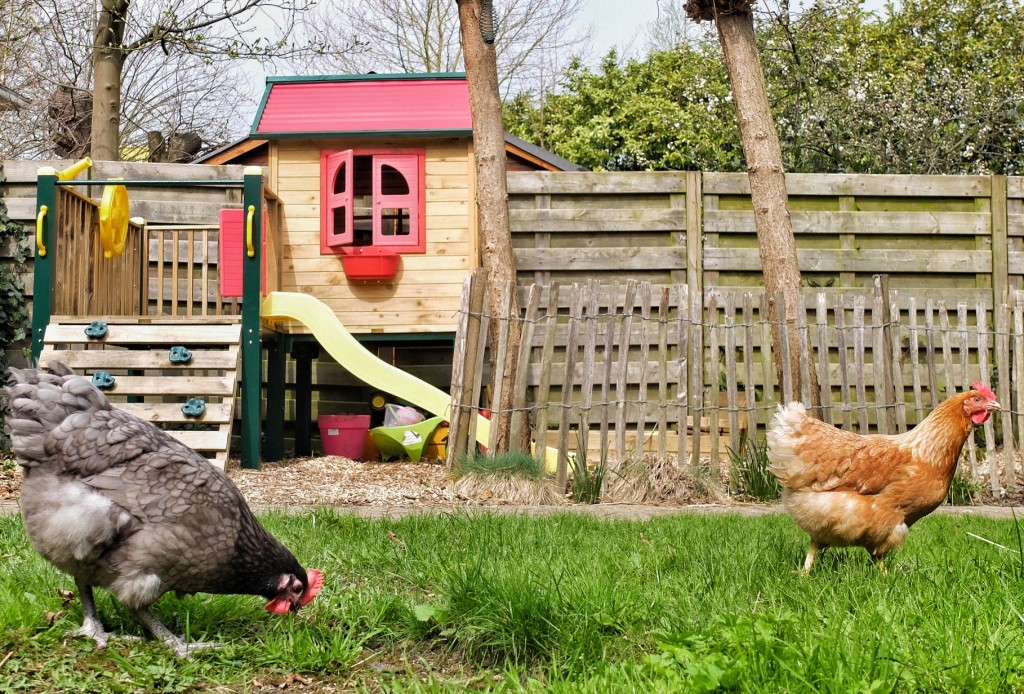 vrije uitloop kippen in de tuin