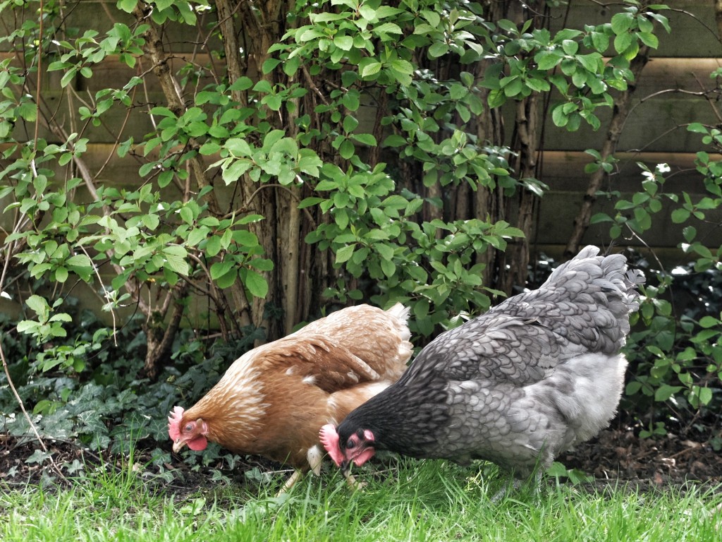 buitenren: kippen vrije uitloop in de tuin